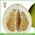 China Mejor Proveedor Natural Fresh Honey Pomelo